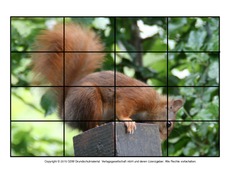 Puzzle-Eichhörnchen-3.pdf